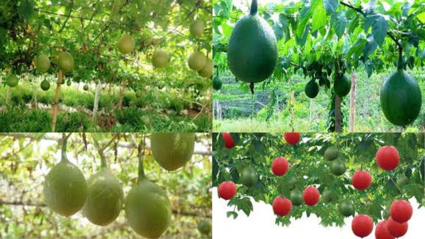 gấc hữu cơ , gấc lai đen , gấc cao sản , farm gấc đà nẵng